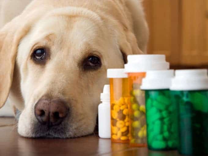 pet medication