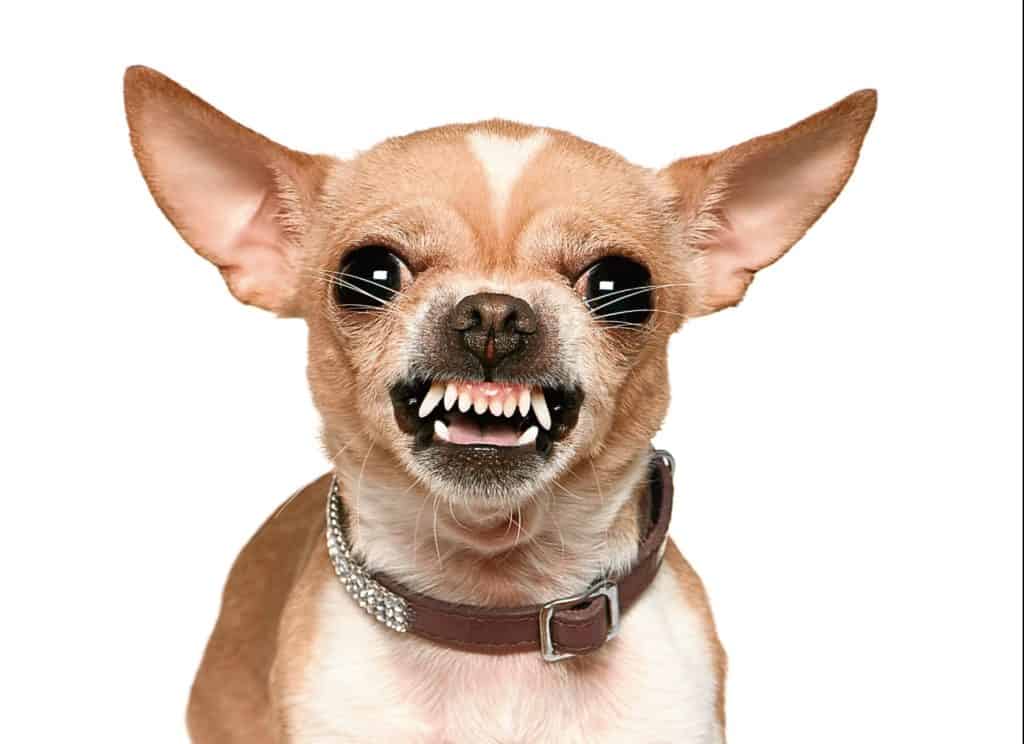 angry chihuahua puppy