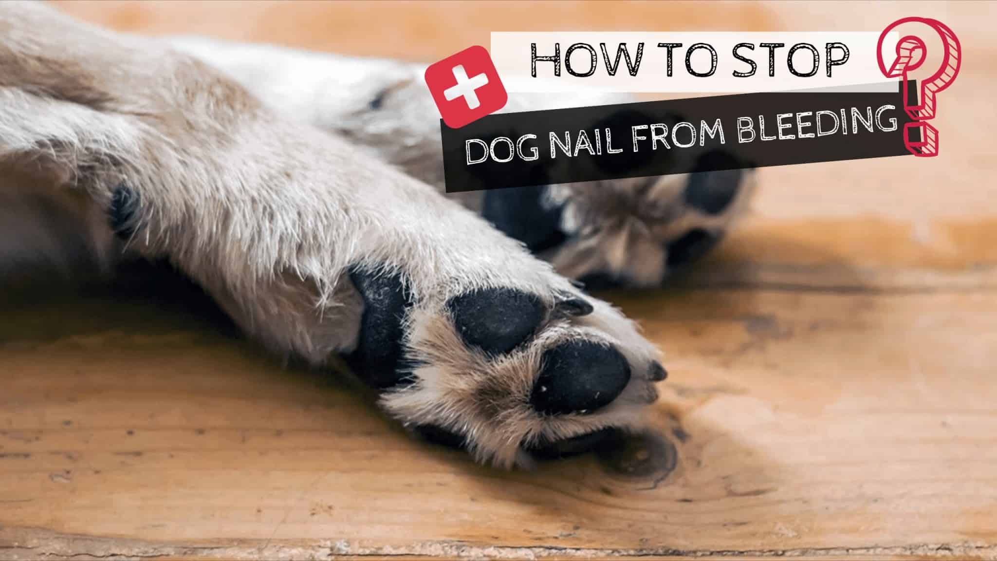 How to Stop Dog Nail from Bleeding? CleverPuppyTraining