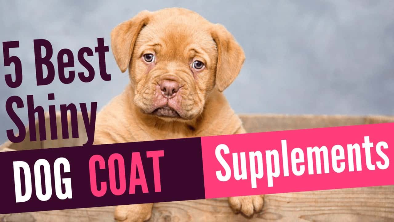 5 Best Shiny Dog Coat Supplements Supplements For Dog Shedding