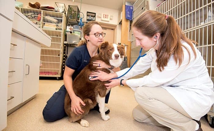 vet-check-up-for-dog-health