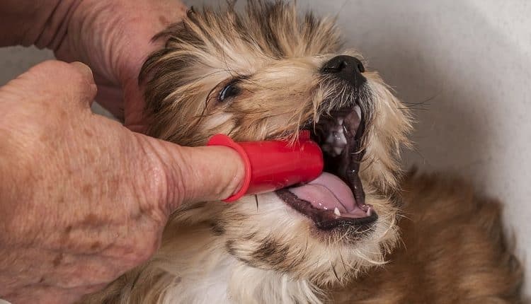 dog-toothbrush