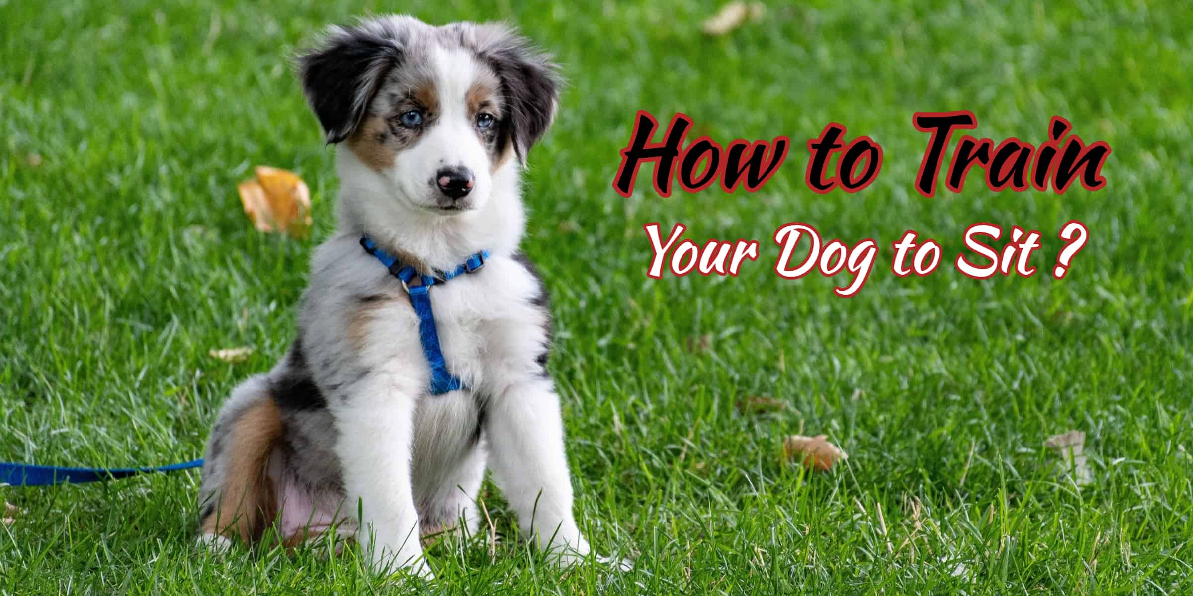 How To Train Your Dog To Sit?