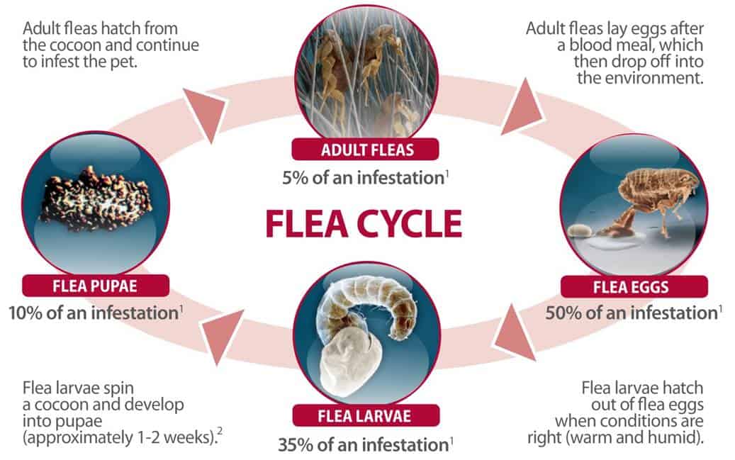the-lifecycle-of-flea