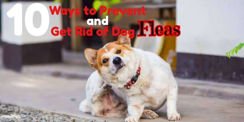 how to prevent and get rid of fleas