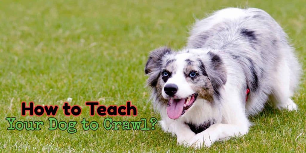 teach your dog to crawl
