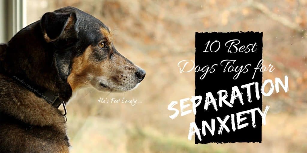 separation anxiety toy for dog