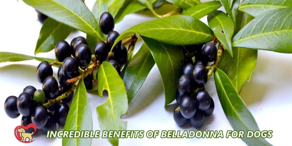 benefit of belladonna for dogs