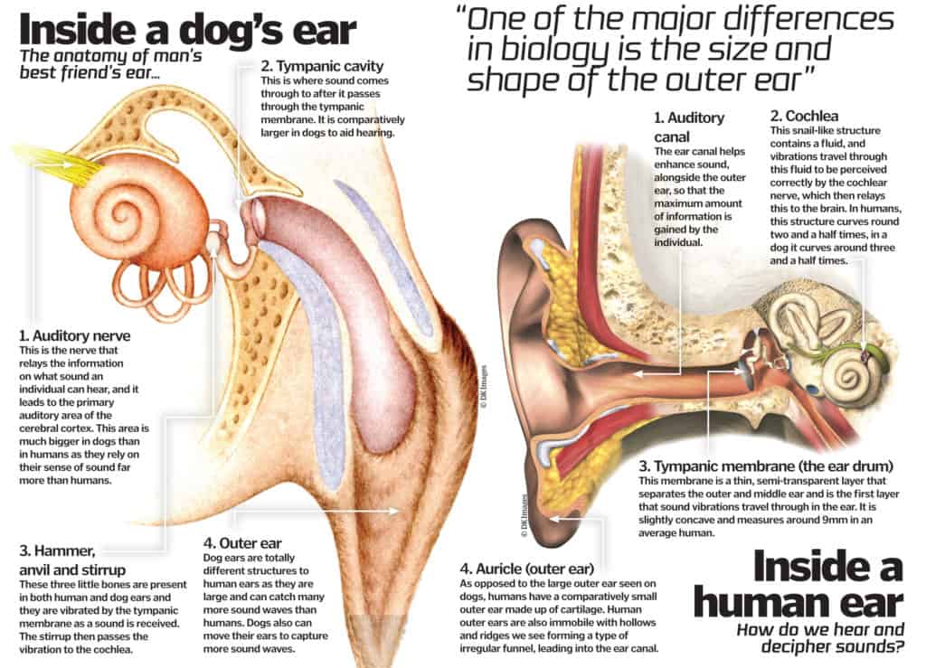 difference-between-human-ears-and-dog-ears