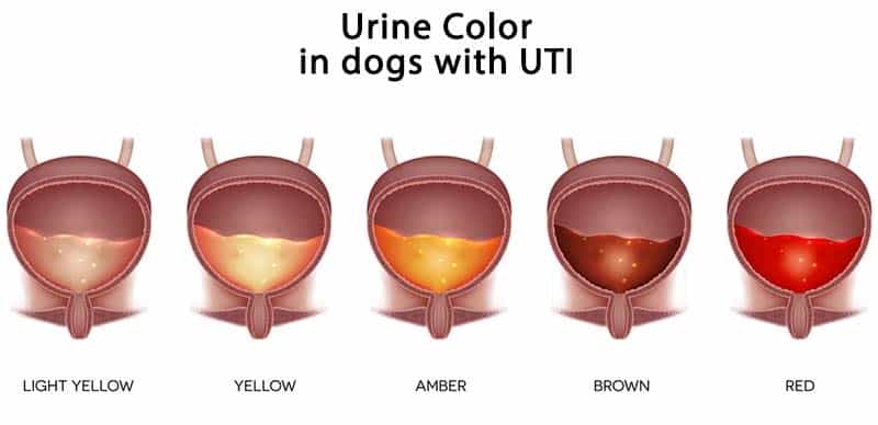 dog's urine colors with UTI 