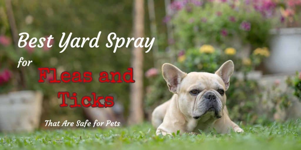 Best Yard Spray for Fleas and Ticks