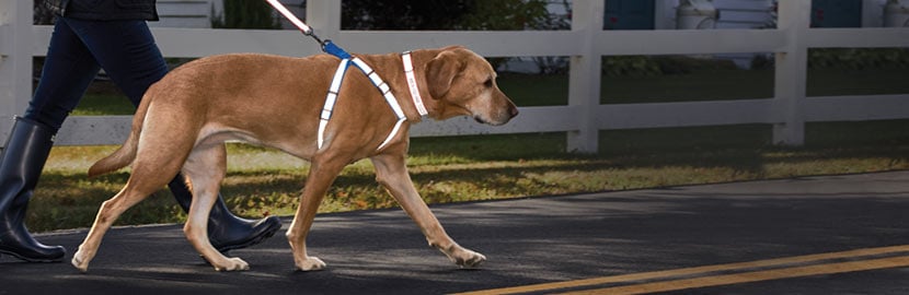 Reflective Dog CollarReflective Dog Collar and leash
