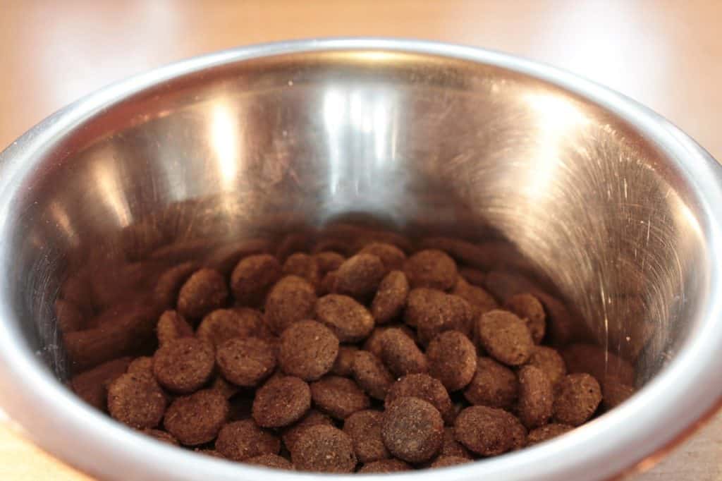 dog-food-bowl-with-kibble